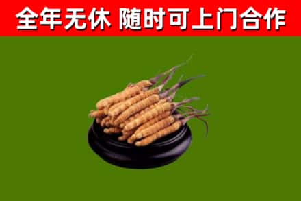 文水县回收冬虫夏草