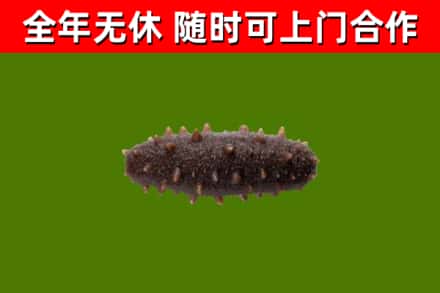 文水县回收海参干